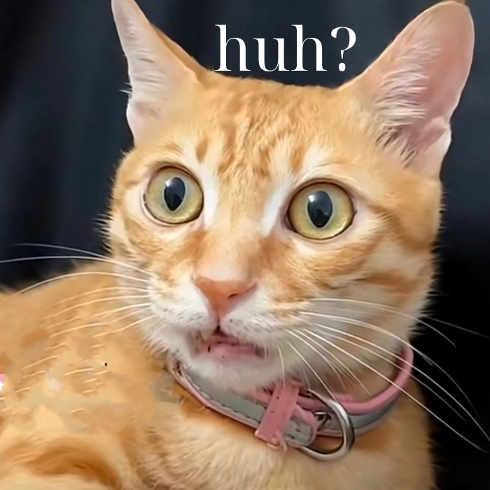 Meme mèo hỏi chấm ngơ ngác