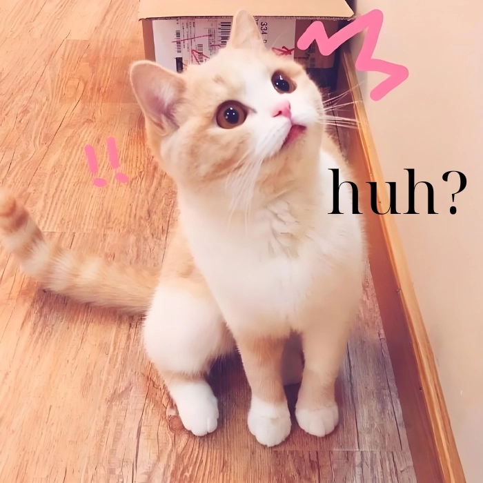 Meme mèo hỏi chấm phèn nhưng duyên