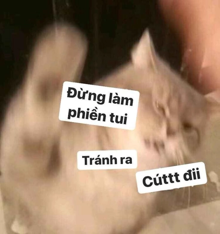 Meme mèo hờn dỗi bỏ đi đầy kiêu hãnh
