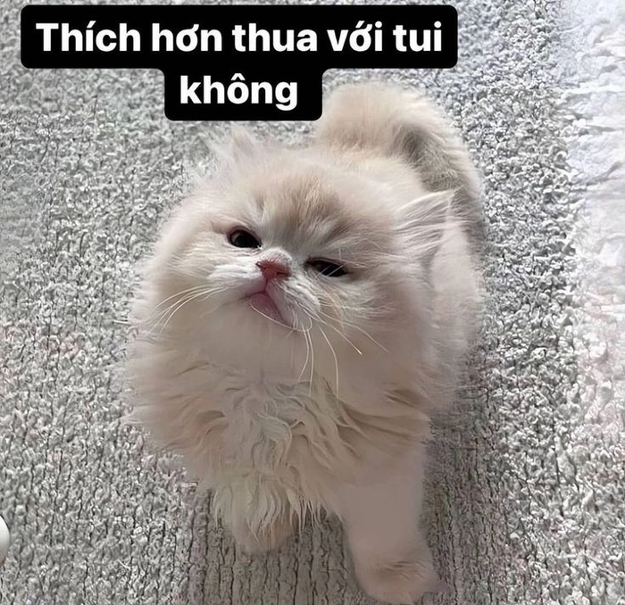 Meme mèo hờn dỗi siêu cấp đáng thương