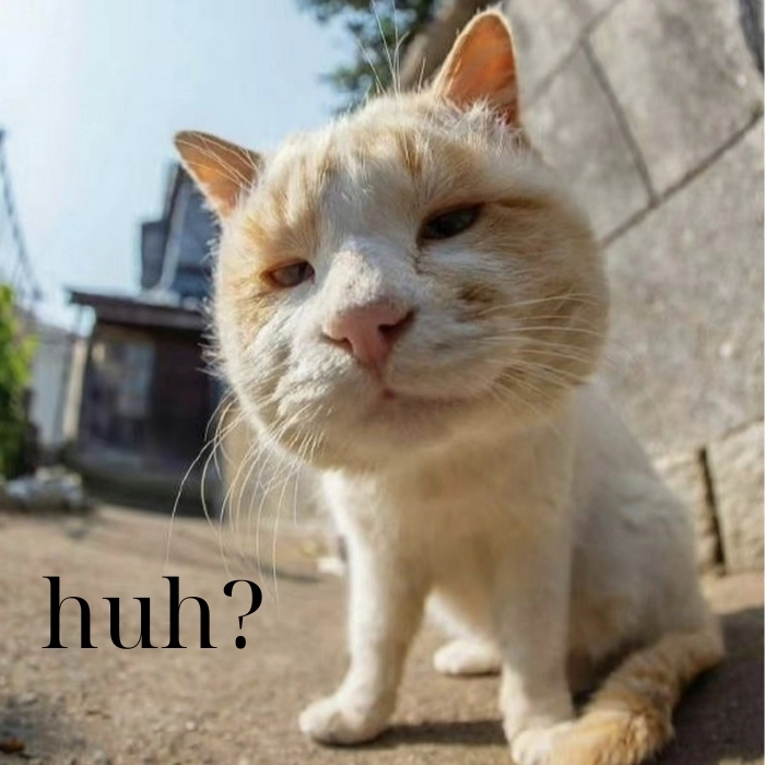 Meme mèo huh biểu cảm lạ