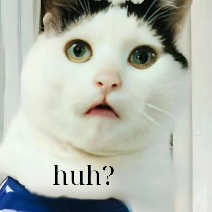 Meme mèo huh gif động