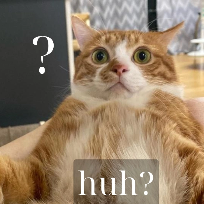 Meme mèo huh không hiểu gì