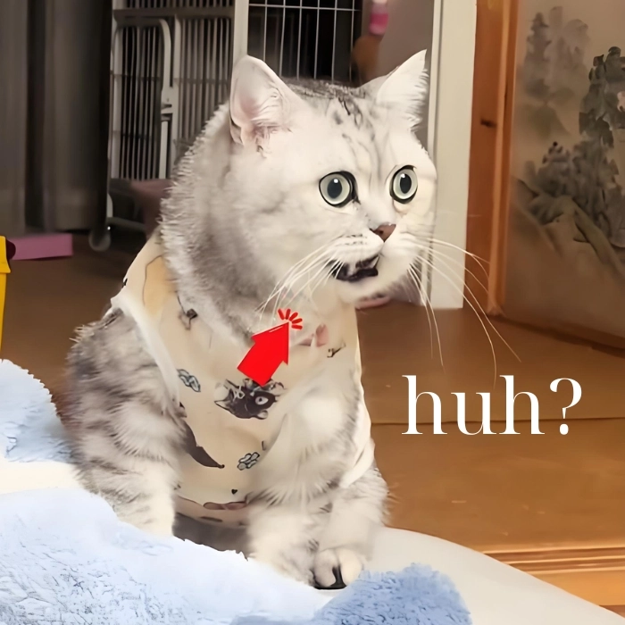 Meme mèo huh ngơ ngác