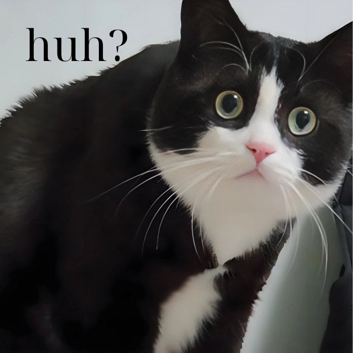 Meme mèo huh nhìn camera