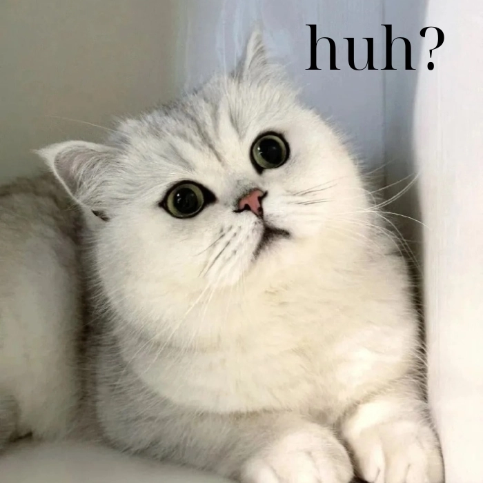 Meme mèo huh style gif cute
