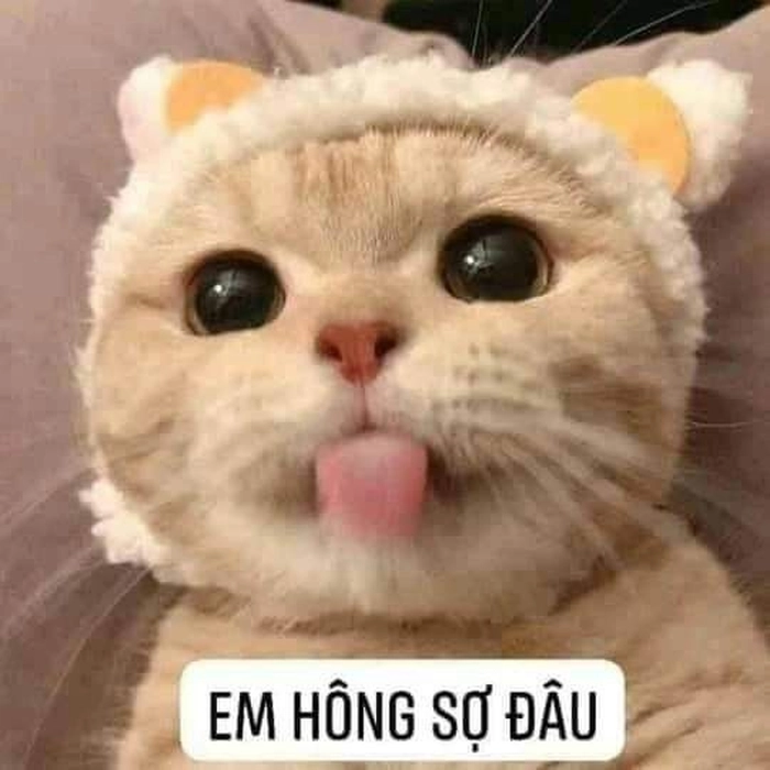 Meme mèo lè lưỡi dễ thương