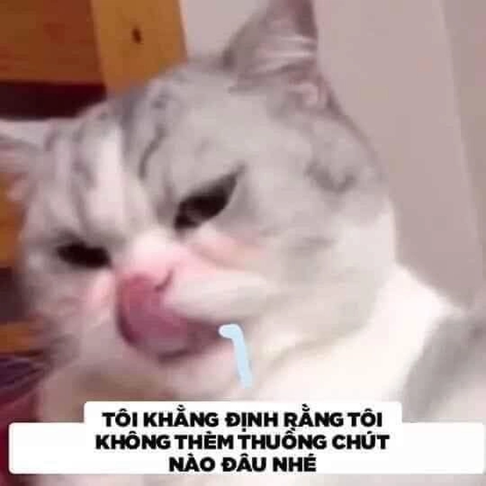 Meme mèo lè lưỡi hài hước