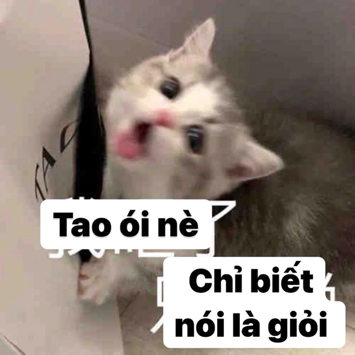 Meme mèo lè lưỡi lém lỉnh
