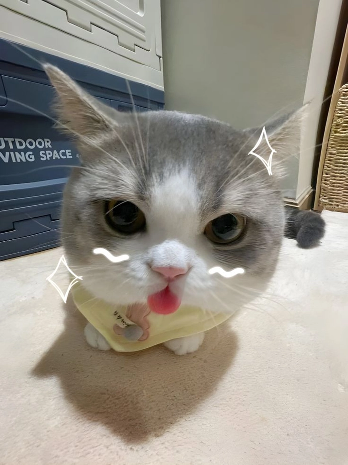 Meme mèo lè lưỡi ngốc nghếch