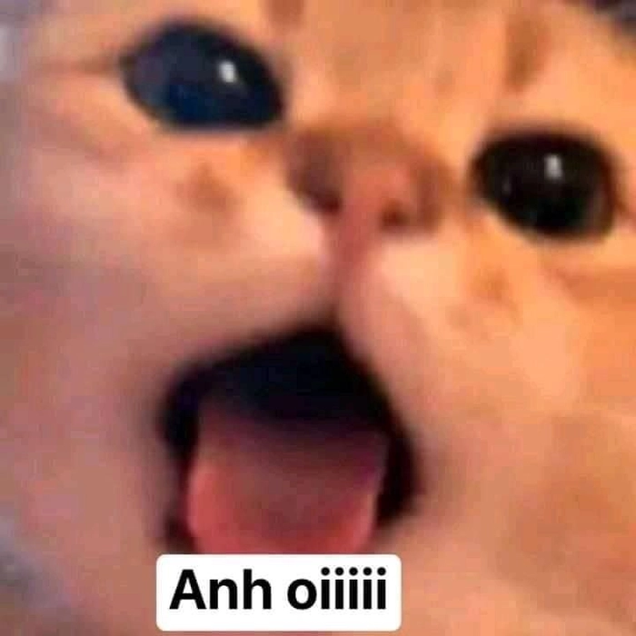 Meme mèo lè lưỡi tấu hài