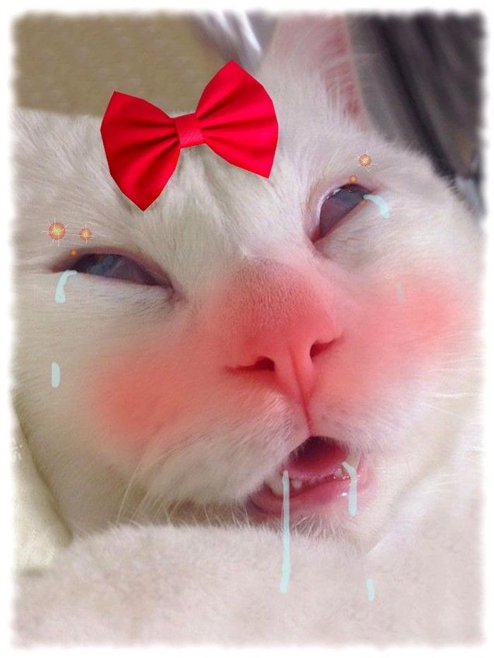 Meme mèo lè lưỡi troll bựa