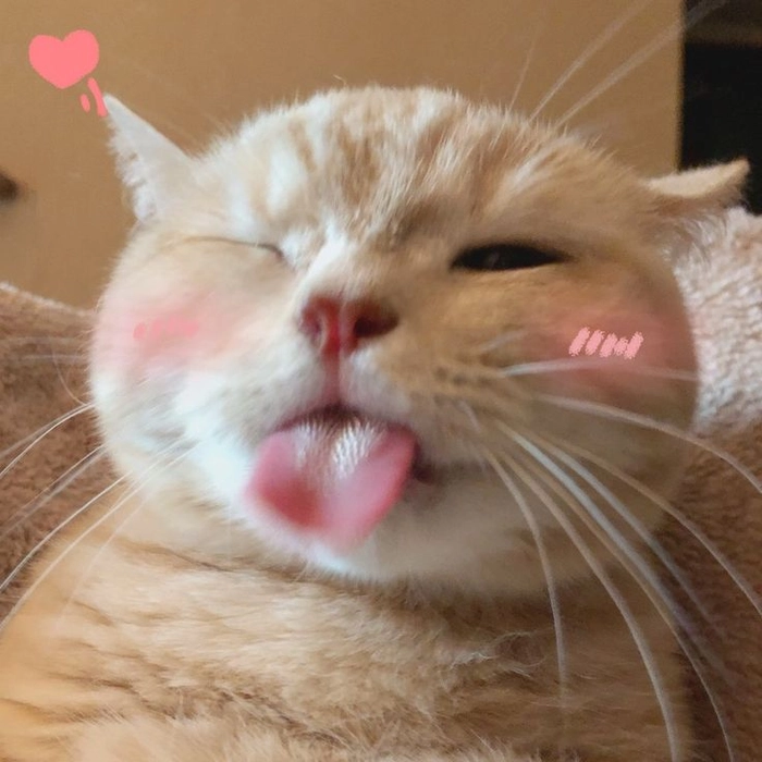 Meme mèo lè lưỡi troll cute