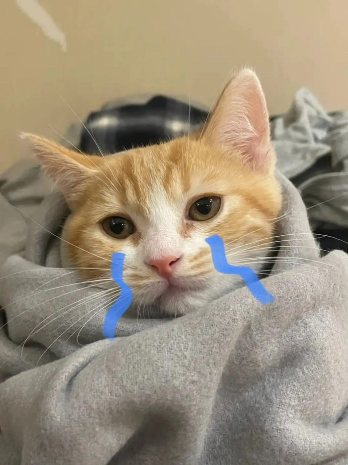 Meme mèo mặt buồn cực hài