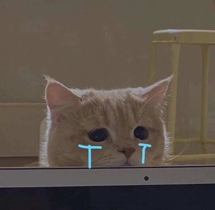 Meme mèo mặt buồn đầy biểu cảm
