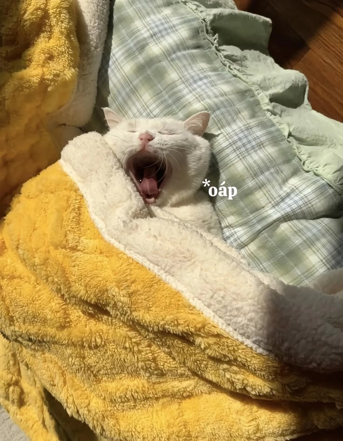 Meme mèo mệt mỏi bật ngửa