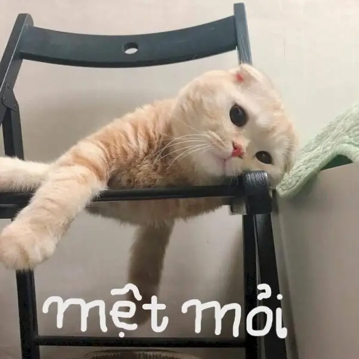 Meme mèo mệt mỏi bơ đời