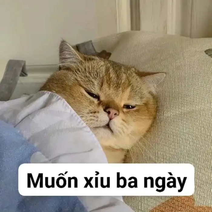 Meme mèo mệt mỏi cute dễ thương