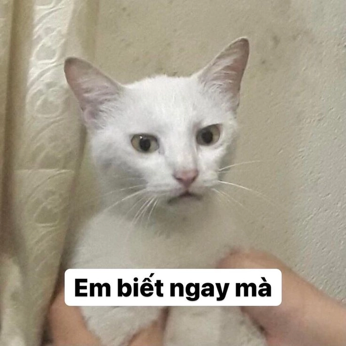 Meme mèo mệt mỏi đáng thương