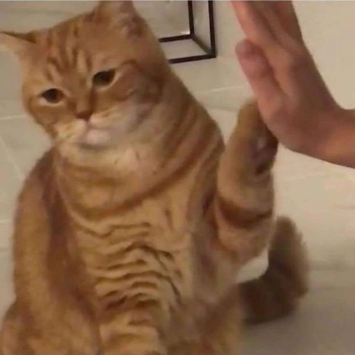 Meme mèo mệt mỏi đáng yêu