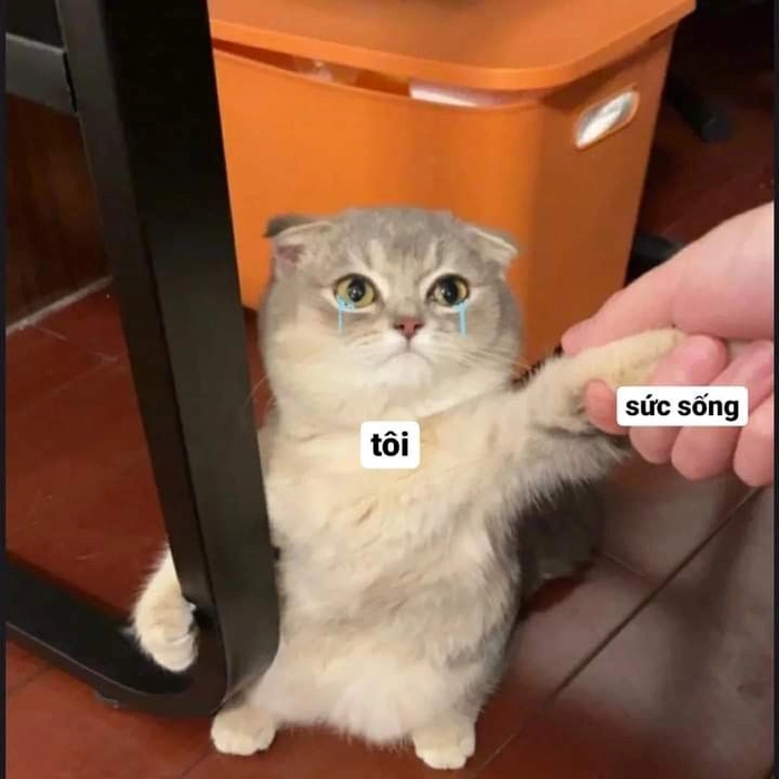Meme mèo mệt mỏi hết pin