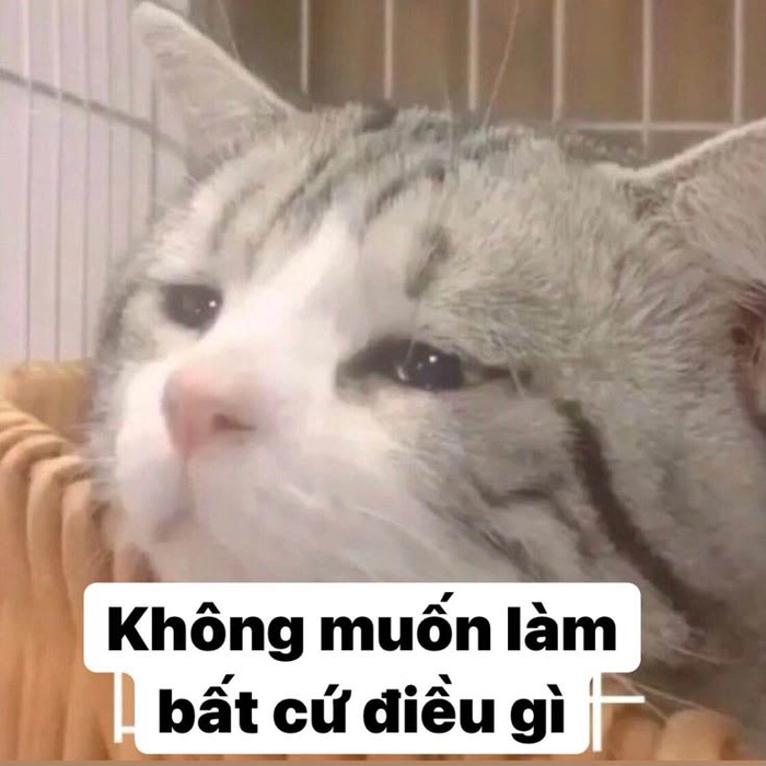 Meme mèo mệt mỏi nằm bẹp dí