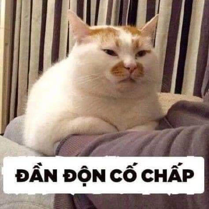 Meme mèo mệt mỏi nằm đè gối