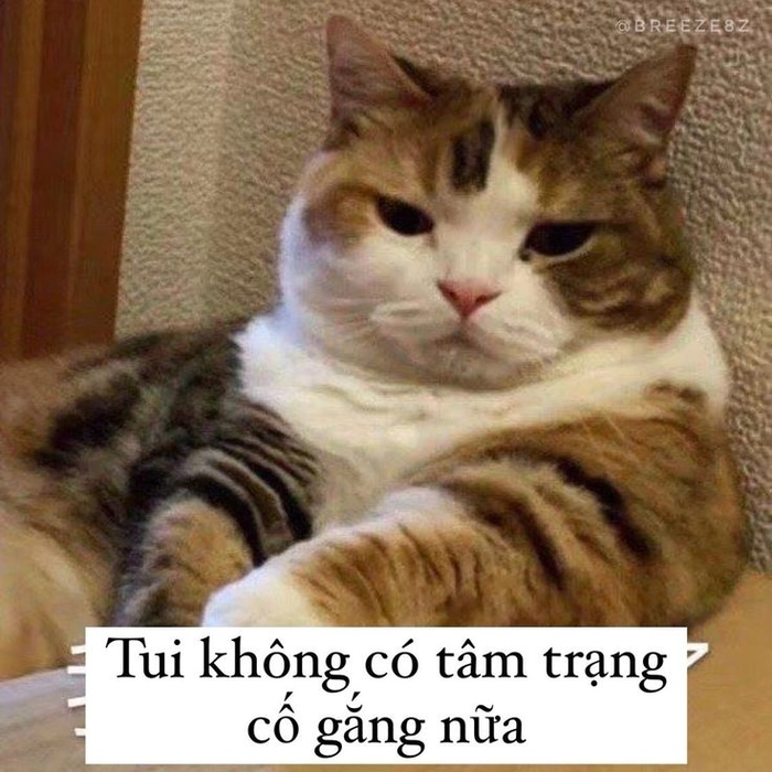 Meme mèo mệt mỏi ngồi buồn