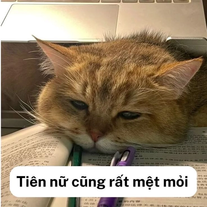 Meme mèo mệt mỏi ngủ lăn quay