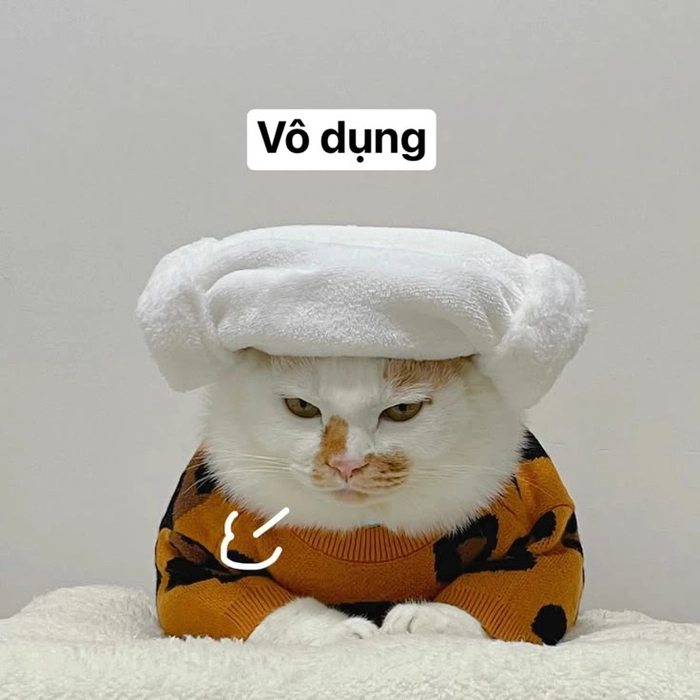 Meme mèo mệt mỏi phơi bụng