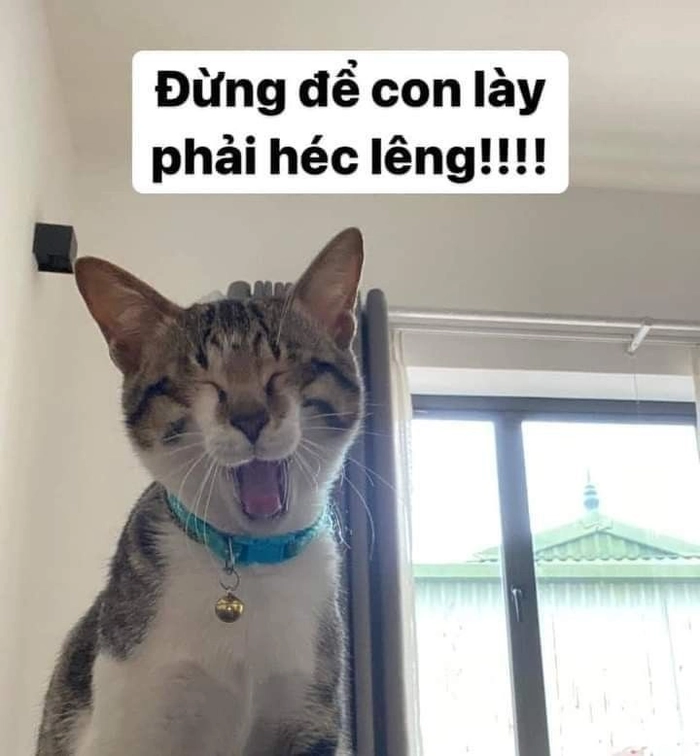 Meme mèo mệt mỏi stress