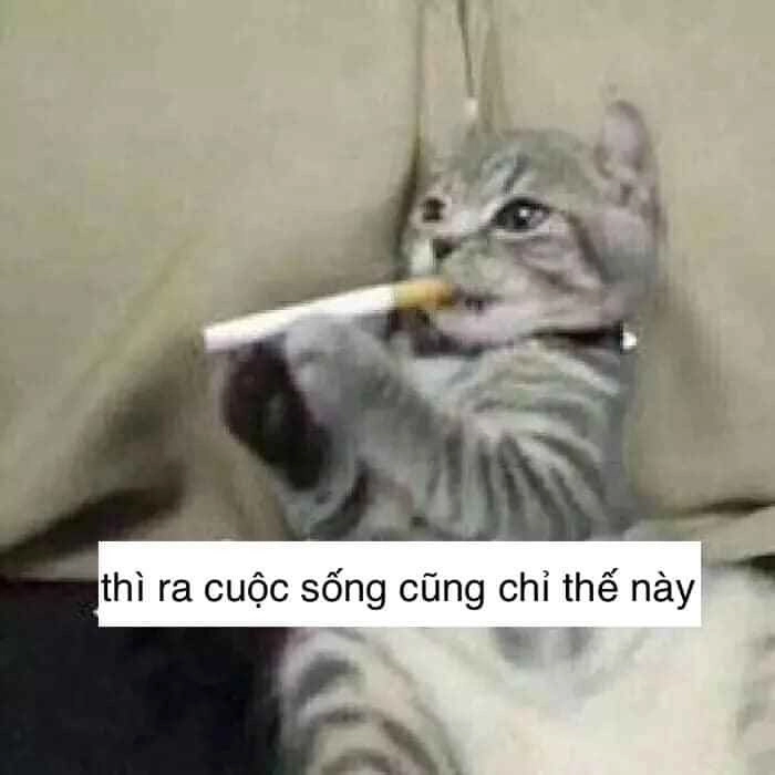 Meme mèo mệt mỏi trông bất lực
