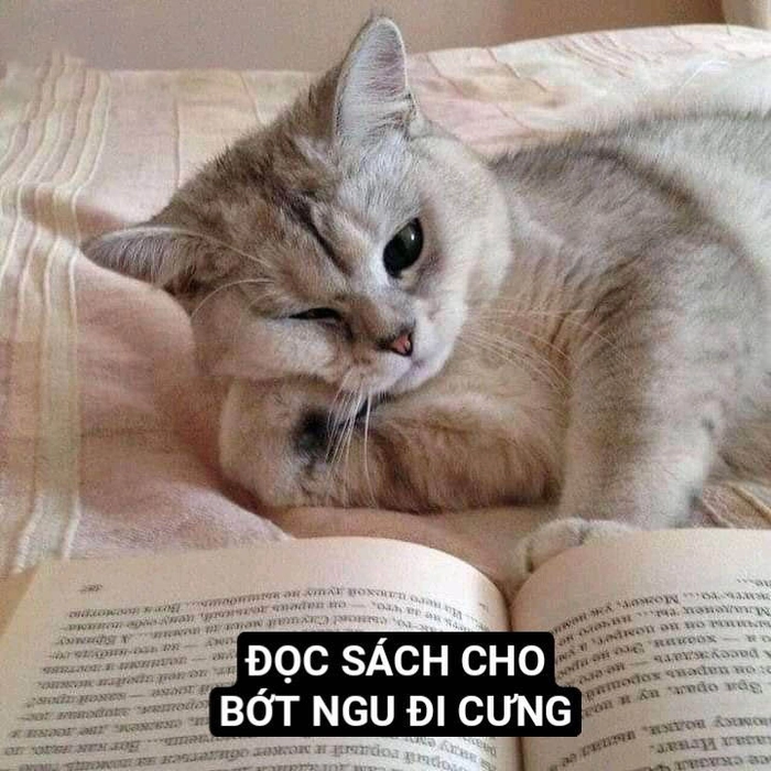 Meme mèo mệt mỏi trùm chăn
