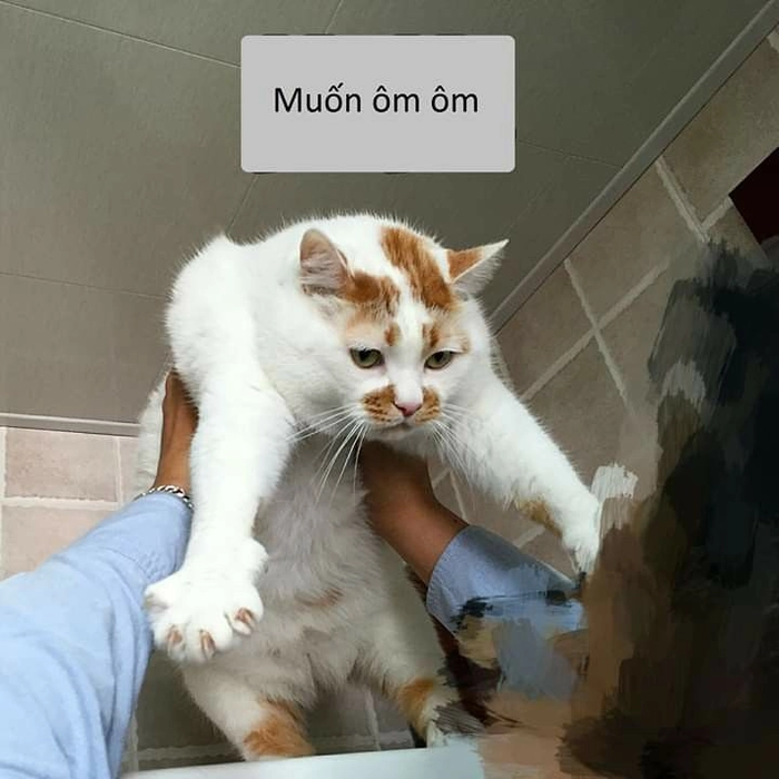 Meme mèo muốn ôm cute xỉu