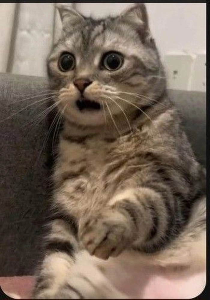 Meme mèo ngạc nhiên cười xỉu
