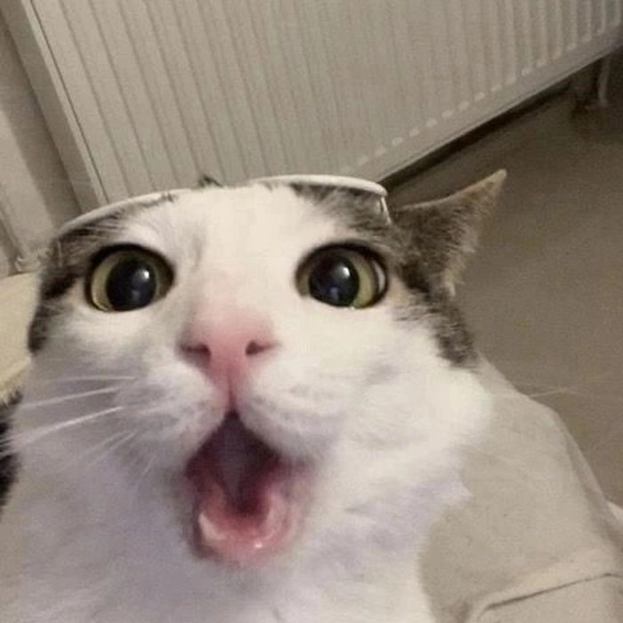 Meme mèo ngạc nhiên và bối rối