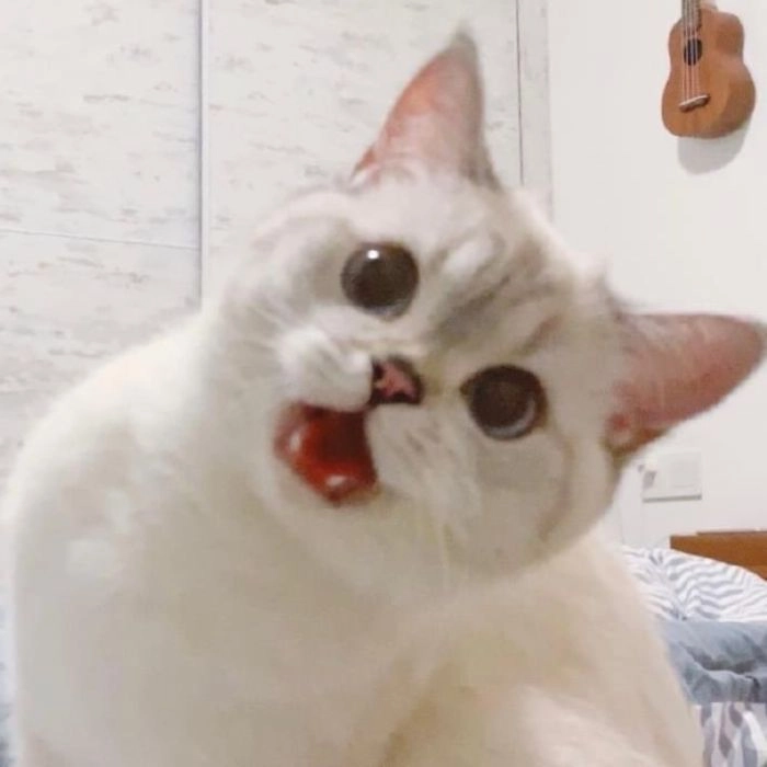Meme mèo ngạc nhiên với cái miệng há