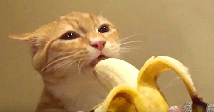 Meme mèo ngậm chuối cute lạc lối