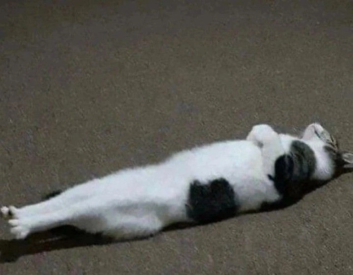 Meme mèo ngất xỉu giữa sân