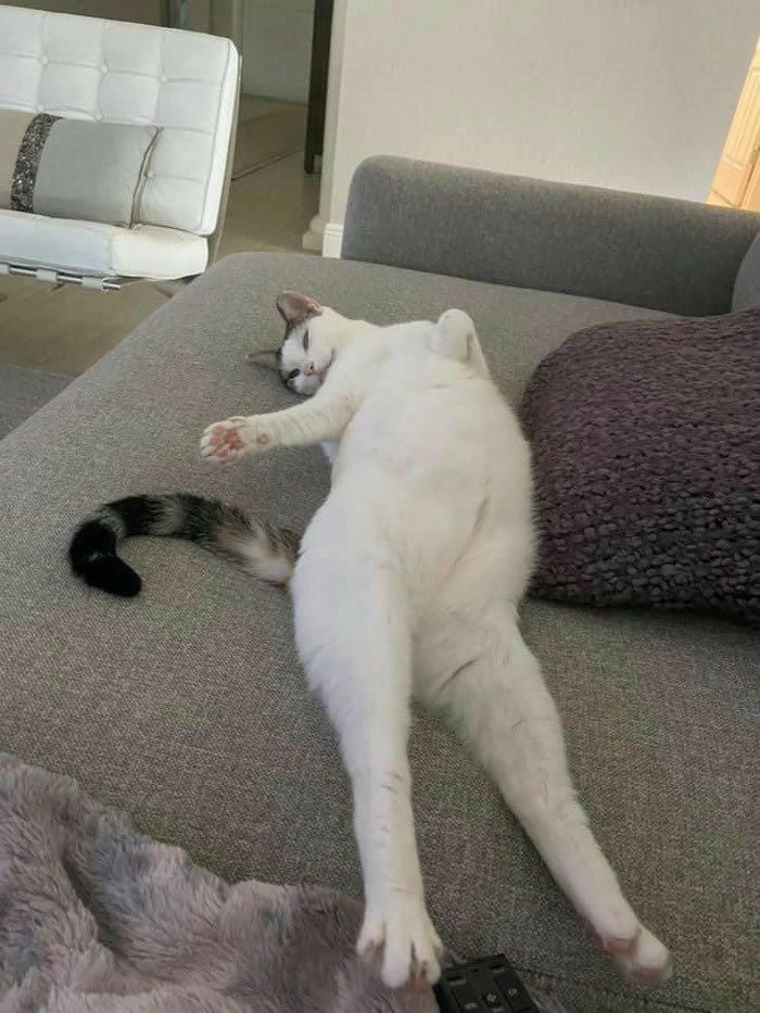 Meme mèo ngất xỉu lăn quay