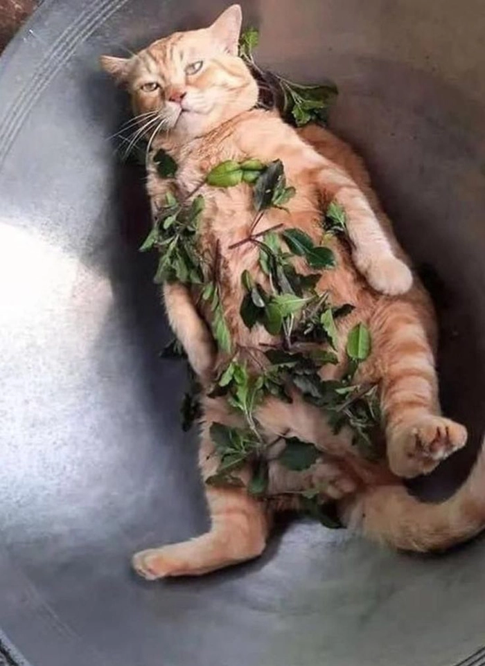 Meme mèo ngất xỉu trên ghế