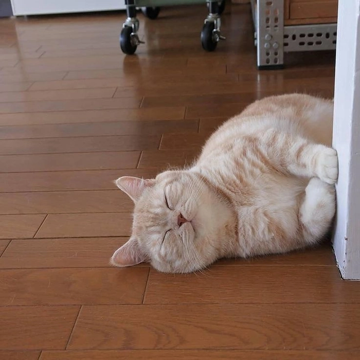 Meme mèo ngất xỉu trong bếp