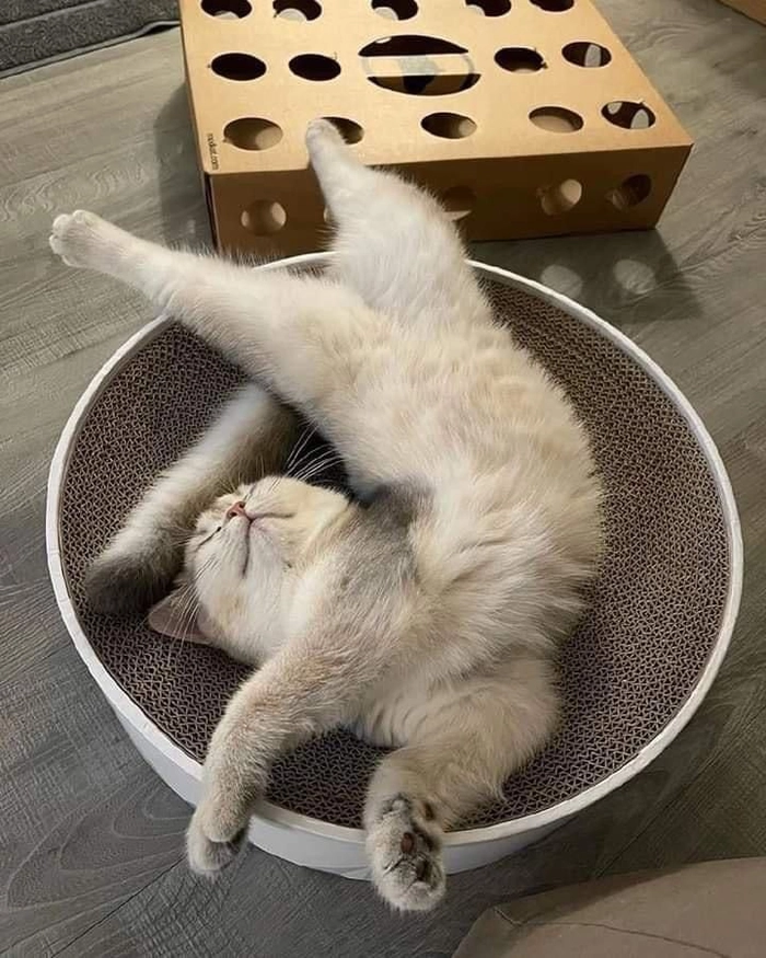 Meme mèo ngất xỉu vì sợ