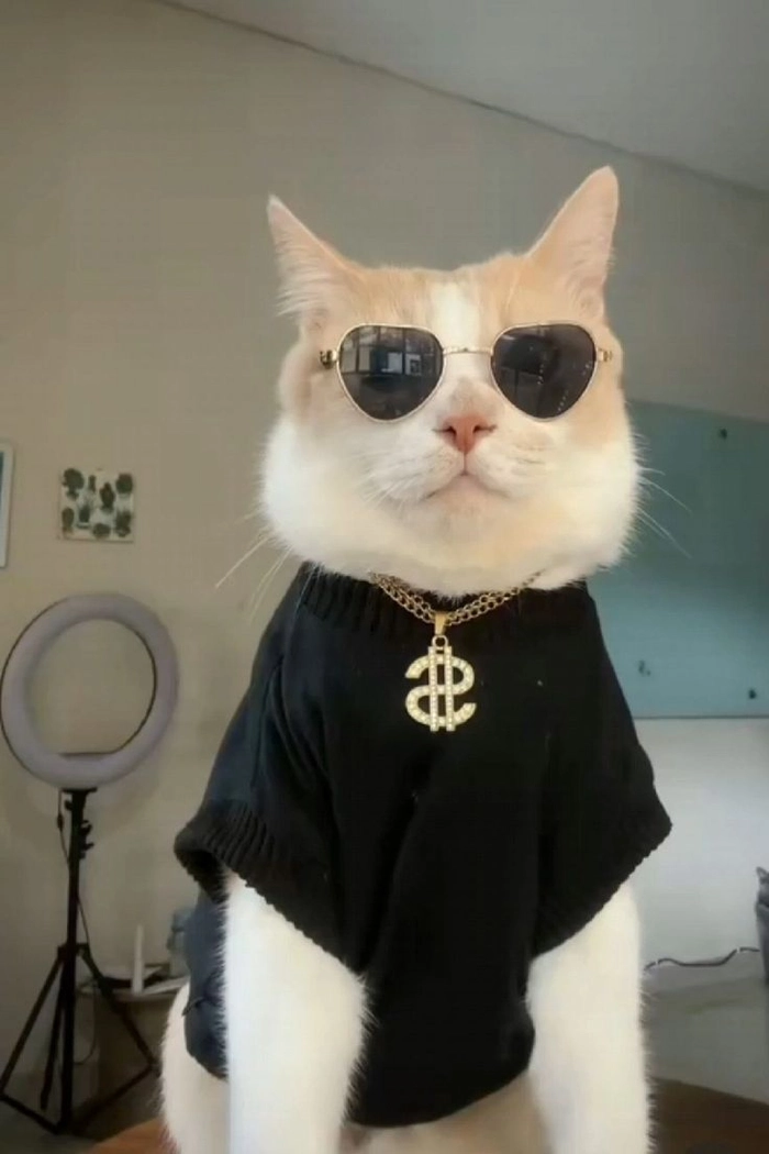 Meme mèo ngầu cool