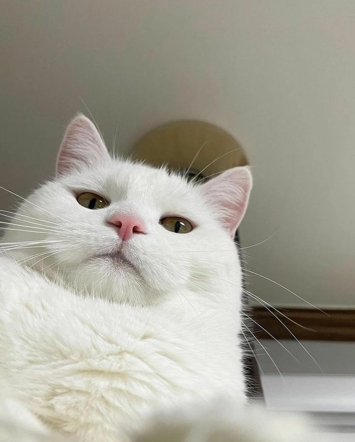 Meme mèo ngầu tự tin tuyệt đối