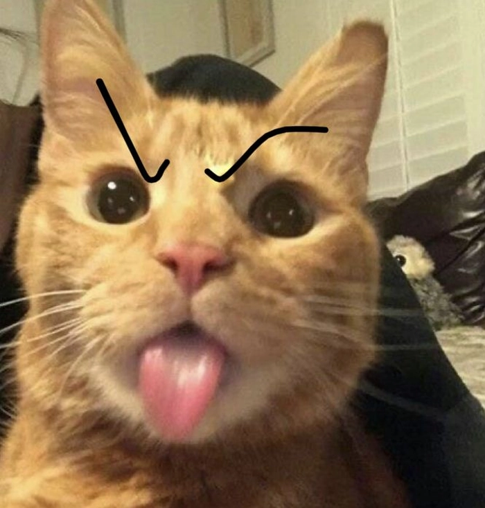 Meme mèo nhếch lông mày cute lạc lối
