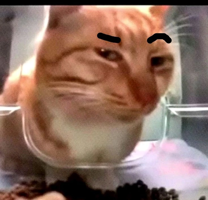 Meme mèo nhếch lông mày hài hước
