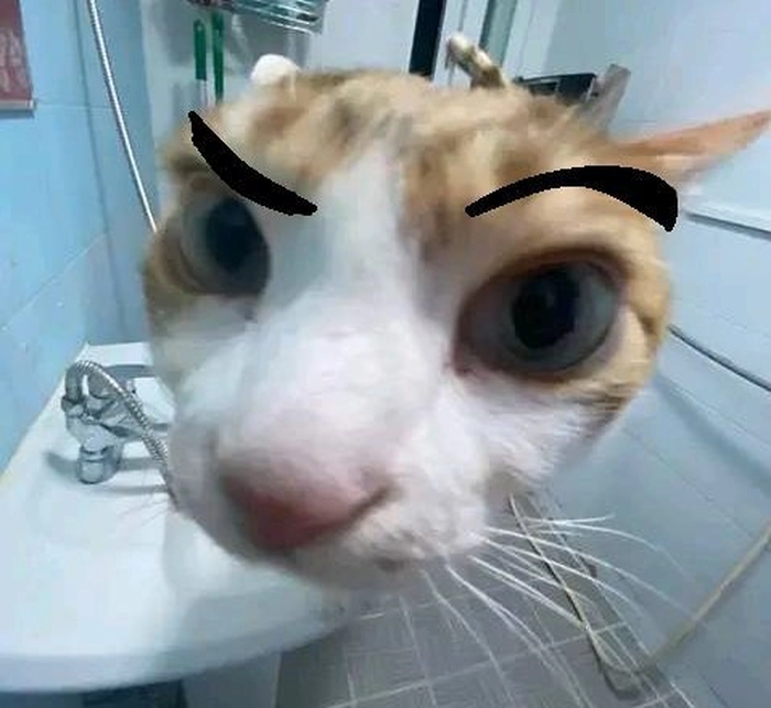 Meme mèo nhếch lông mày khi bị hỏi ngu