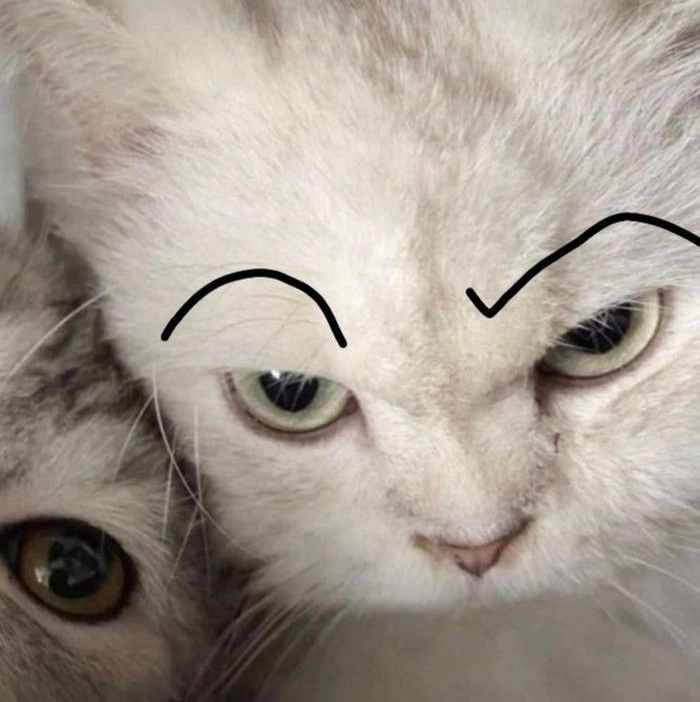 Meme mèo nhếch lông mày mặt đểu