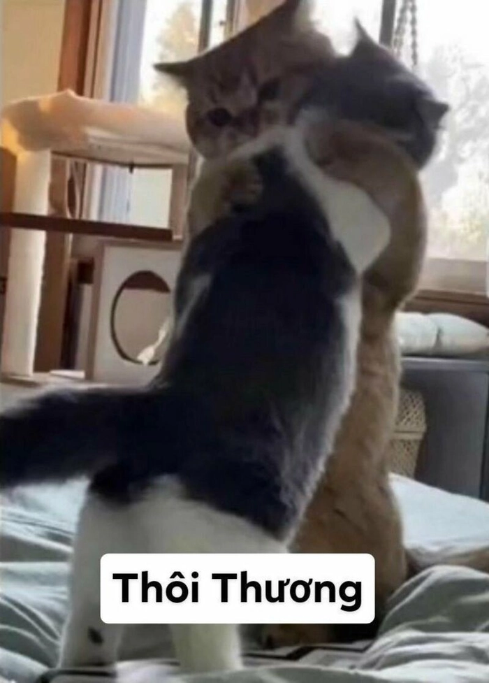 Meme mèo ôm an ủi nhau